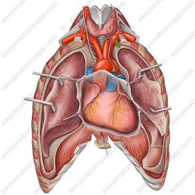 Внутренняя грудная артерия (a. thoracica interna)